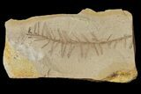Dawn Redwood (Metasequoia) Fossil - Montana #126631-1